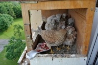 /album/a14-6-2013/krmeni-vecer-2-jpg/